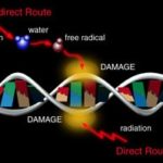 اثرات بیولوژیکی امواج الکترومغناطیس